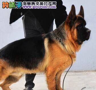 德国牧羊犬的缺点概括