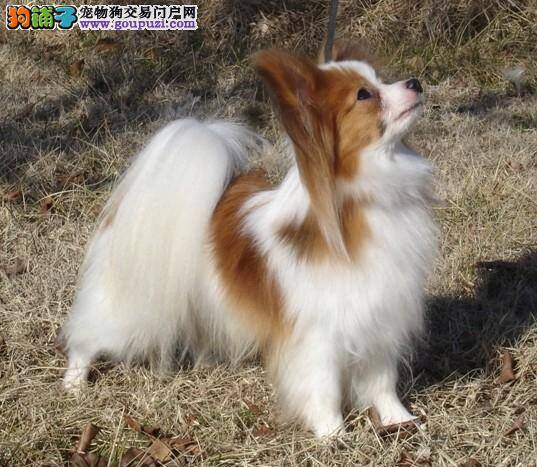 健康很重要 勿忘定期给蝴蝶犬餐具做清洁