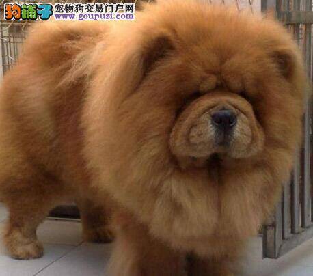 松狮犬的运动量是多少及怎样进行训练
