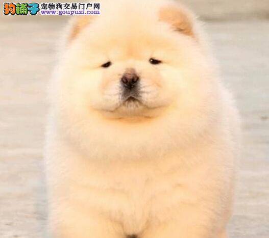 狗狗美容技巧  松狮犬美容时需要哪些步骤