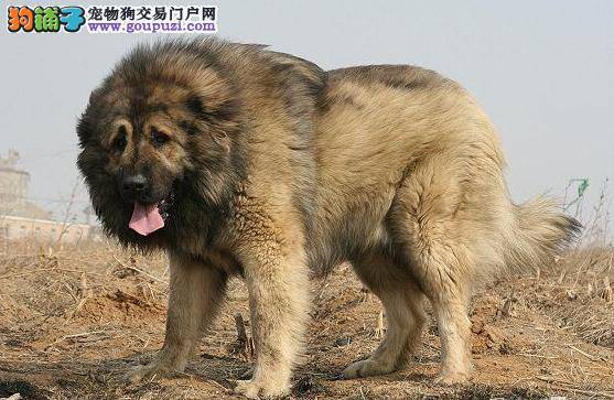 做一个负责任的主人 照顾好发情期的高加索犬