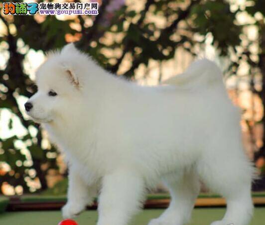 给萨摩耶犬带指甲套的好处