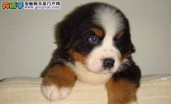 炎热夏季帮伯恩山犬健康减肥的小妙招
