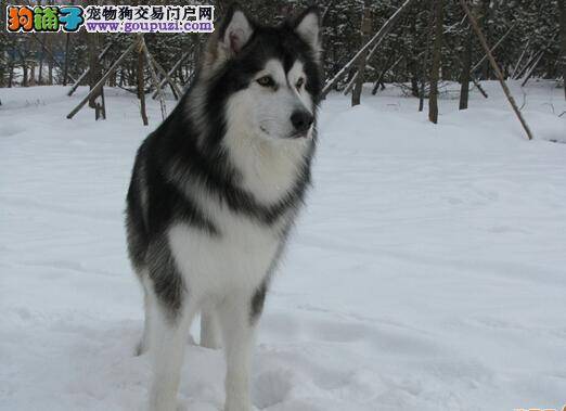 奖惩有道&nbsp;&nbsp;奖励和惩罚阿拉斯加犬有哪些要点