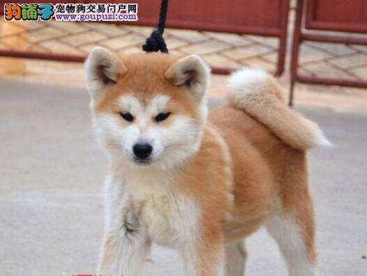 让秋田犬安静的方法之咬骨头