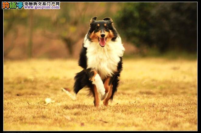 如何给喜乐蒂犬轻松剪指甲