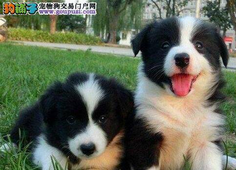 如何成为饲养边境牧羊犬的文明主人
