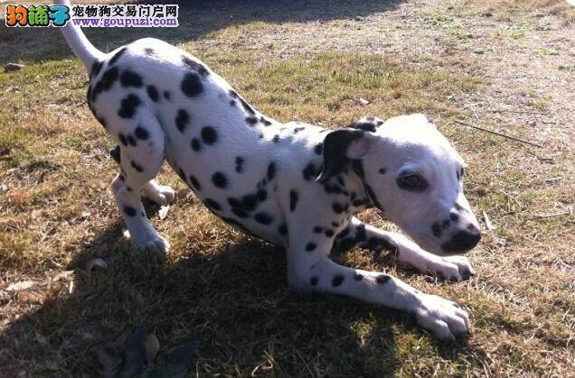 斑点狗长期食用狗粮好吗 狗粮有营养吗