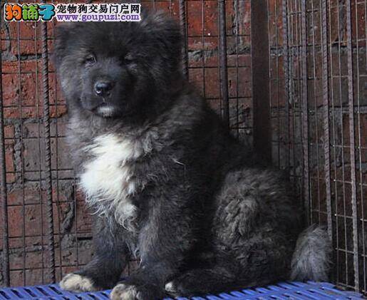 了解训练高加索犬定点排便的一些妙方法