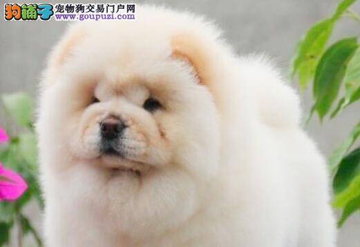 哺育新生松狮犬应该注意的饲养概念