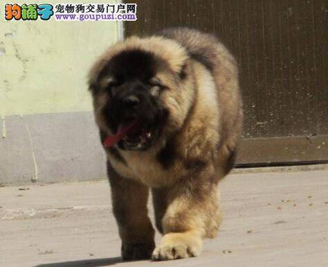 新生高加索犬幼犬的养育法和健康管理