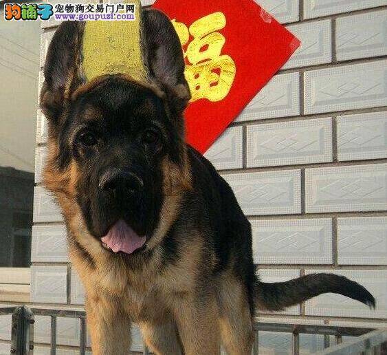 德国牧羊犬蹬腿抽搐吐白沫是不是中毒了