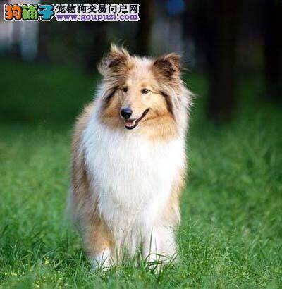 苏格兰牧羊犬盐吃多了会怎样