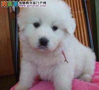 与大白熊犬一起旅游要做到哪些方面