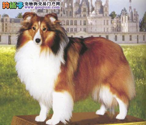 准备好了吗 喜乐蒂犬寄养训练的注意事项