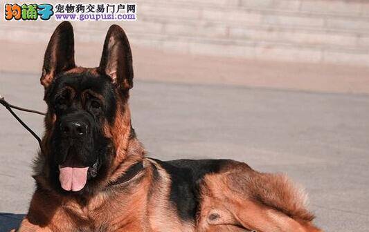 自制德国牧羊犬玩的发声玩具的六个步骤