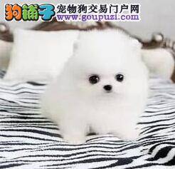 博美犬都需要打什么疫苗