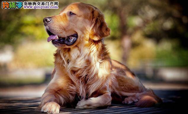 这样饲养金毛犬 聪明可爱又健康