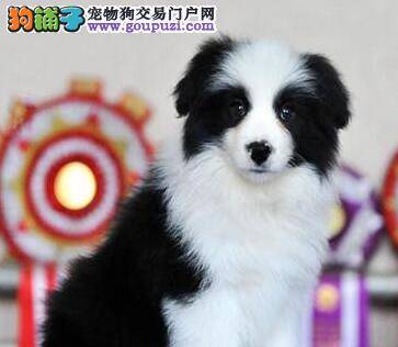 边境牧羊犬幼犬什么时候开始长牙