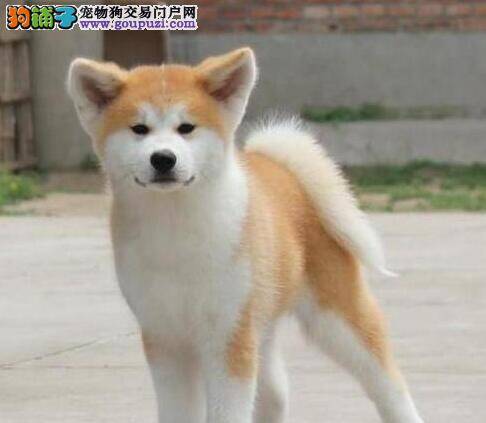 我们家一岁多的秋田犬还是破坏大王咋办