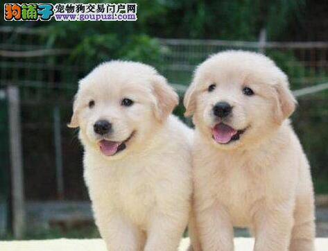 三个月的金毛犬误食了鸡骨头我该怎么办