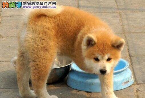我家秋田犬不爱喝水可以给它喝泡狗粮的水吗