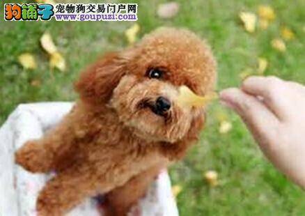 养狗须知的行为学 贵宾犬有哪些行为习惯