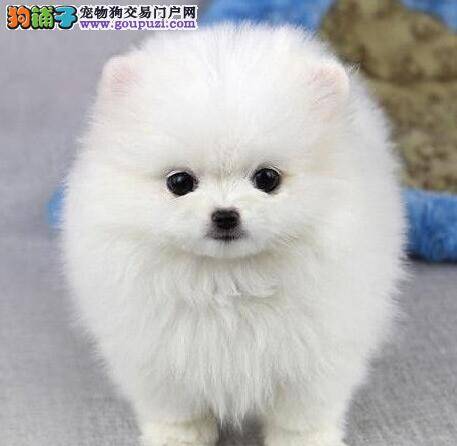 狗狗保健师 博美犬的常见病有哪些