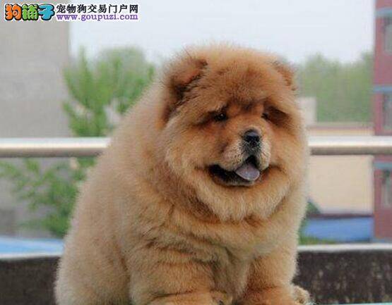 给松狮犬做驱虫的好处有哪些