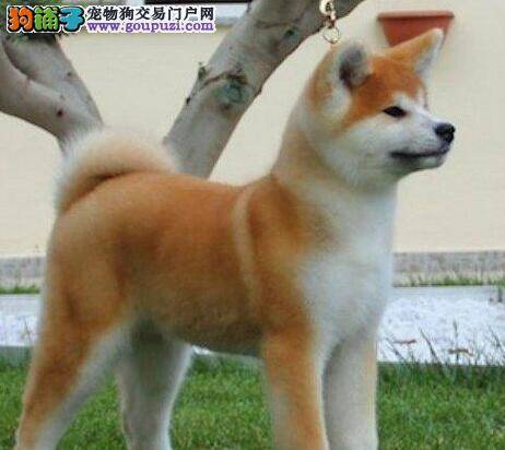什么原因能引起秋田犬流产