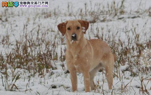 解析喂拉布拉多犬喝奶的七大原则