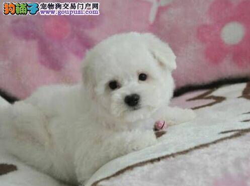 不是所有的比熊犬都适合接种疫苗
