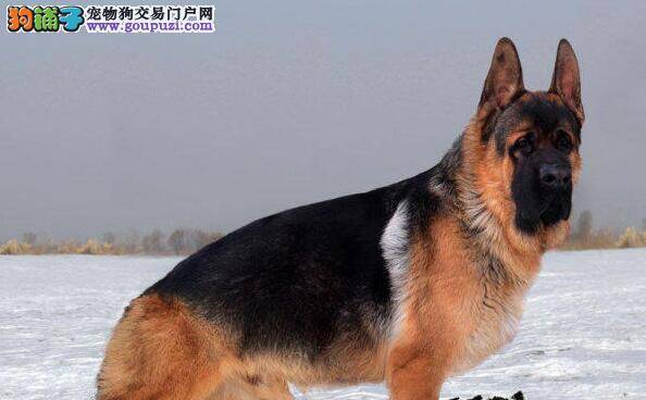 百变狗狗 如何给德国牧羊犬染毛