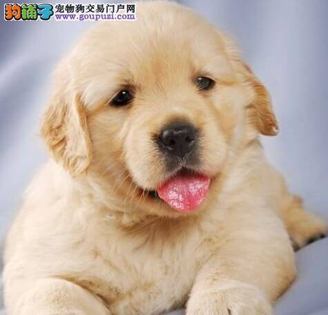 金毛犬幼犬的牙齿生长过程是什么样的