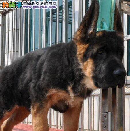 带着德国牧羊犬去哪里打疫苗保险