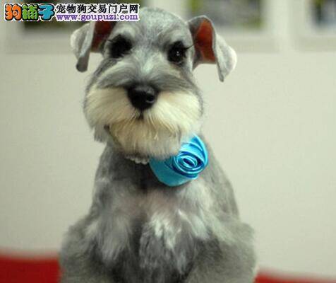 怎样给雪纳瑞幼犬提供安全优质的生活环境
