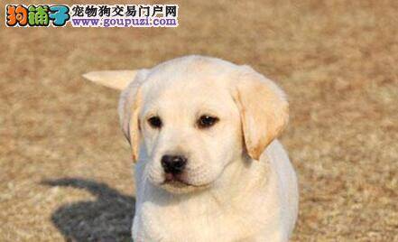 平常拉布拉多犬的正常体温是多少