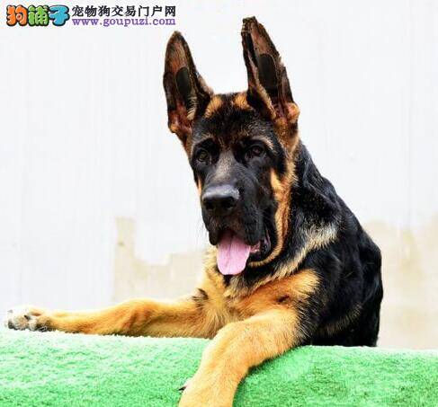 德国牧羊犬毛发不是很好应该给它吃点什么呢