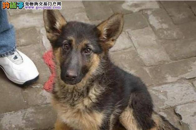 家庭小助手 轻松告别德国牧羊犬吃药难的问题
