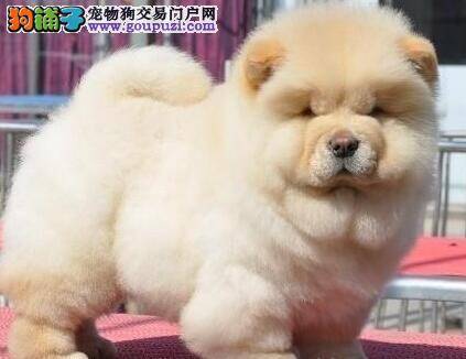 剃毛之后 发现松狮犬的耳朵立不起来为什么