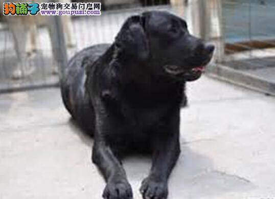 轻松饲养好帮手 拉布拉多犬必备的生活用品有哪些