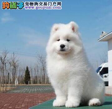 萨摩耶怀孕的产检流程