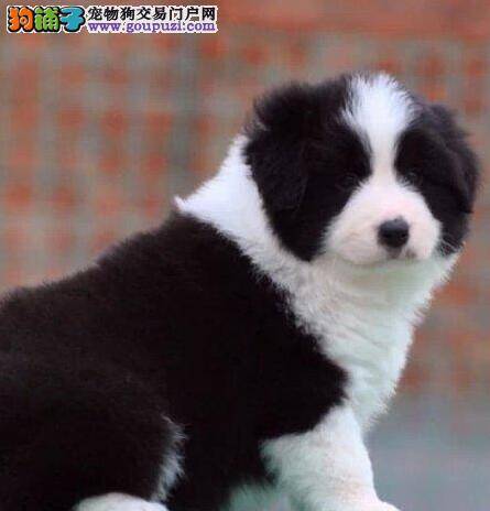 学习为边境牧羊犬美容的三个小窍门