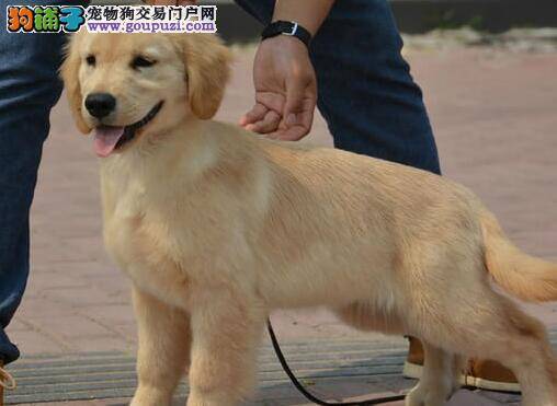 怎么戒掉金毛犬的贪吃行为