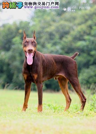 喂养杜宾犬细节最重要