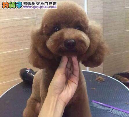 泰迪犬生命当中不可缺少的物质——碳水化合物