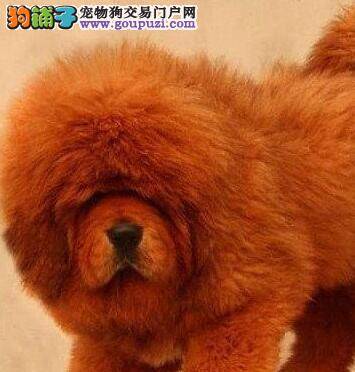 不同阶段的藏獒应该按照怎样的营养标准来喂养