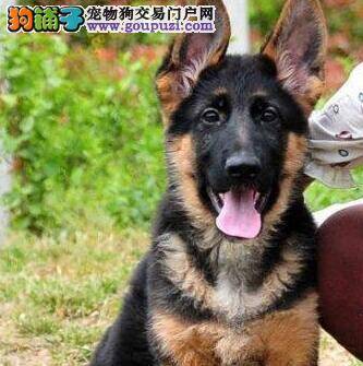 人工喂养德国牧羊犬幼犬的方法