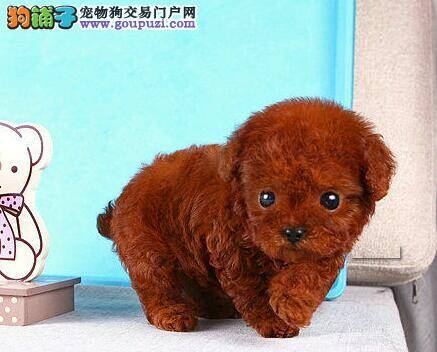 饲养贵宾犬要讲究哪些事情