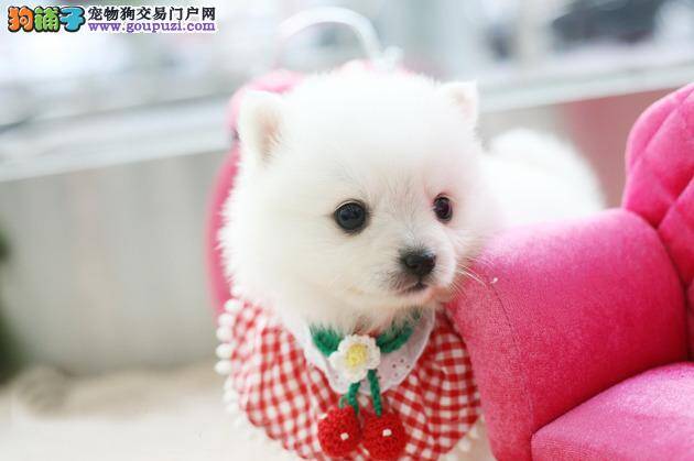 爱犬护理妙招  如何让银狐犬生活更健康